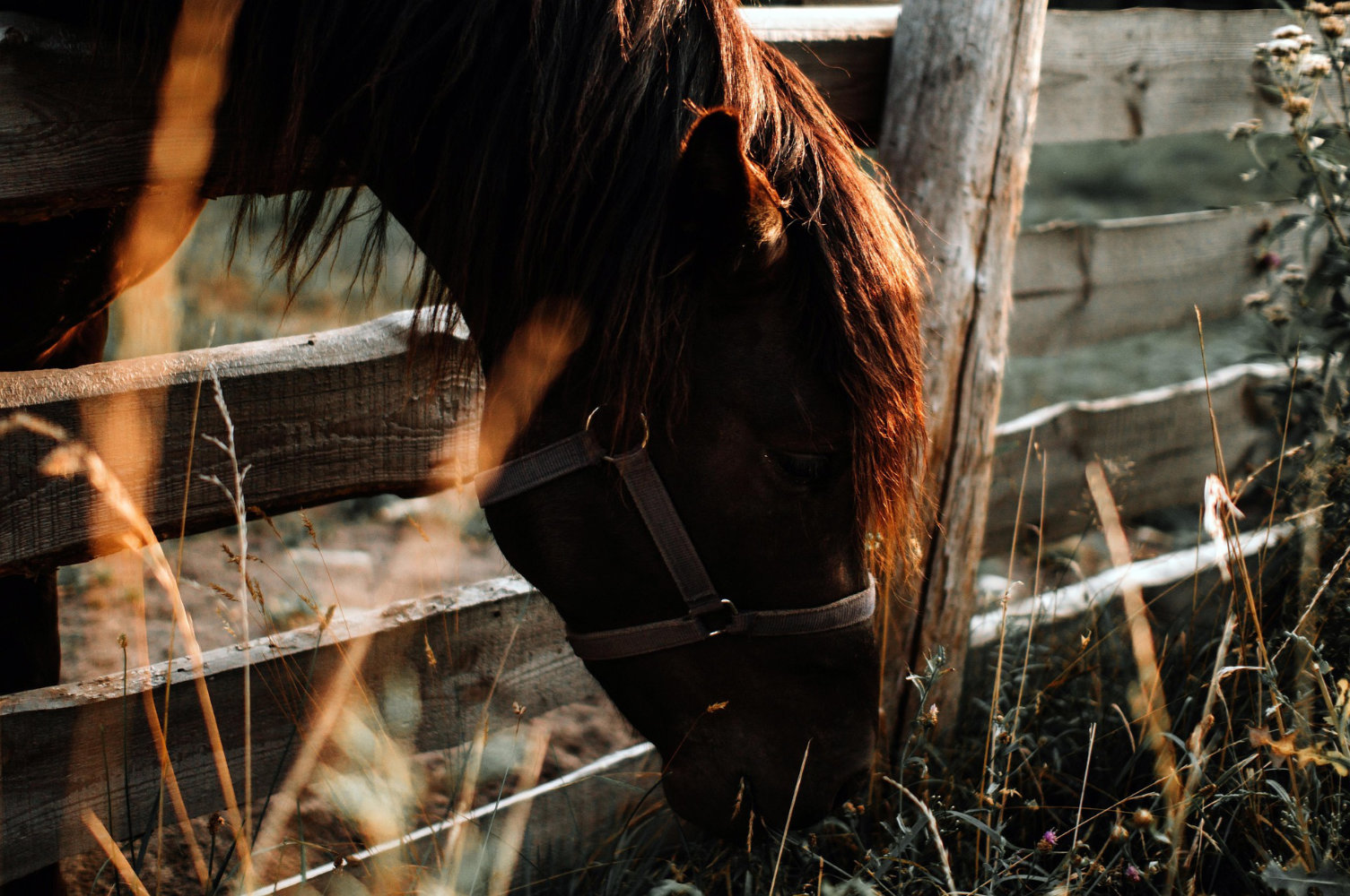 Horse grazing