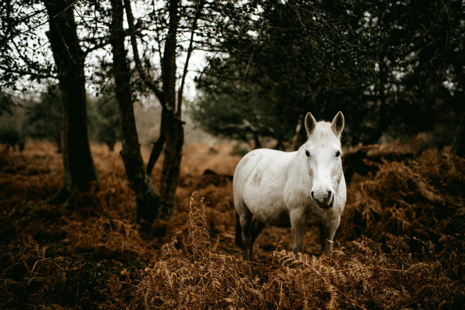 White horse